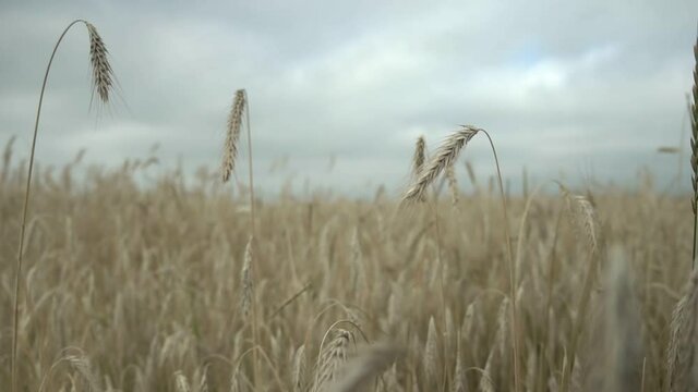 Dry golden wheat-ears waved by wind on high stems growing on field against sky with cumulus clouds on summer day closeup
