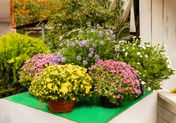 Fototapeta na wymiar Pots with blooming chrysanthemums and asters