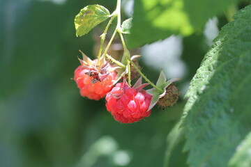Raspberry | framboise