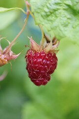 Raspberry | framboise