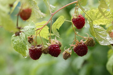 Raspberry | framboise