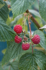 Raspberry | framboise