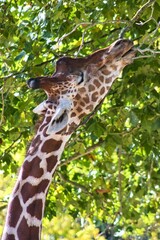 girafe en train de manger