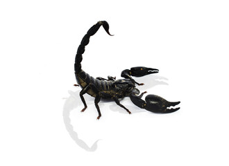 scorpion isolated on white background