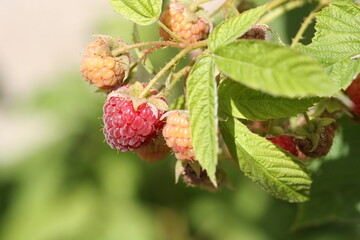 Raspberry | framboise