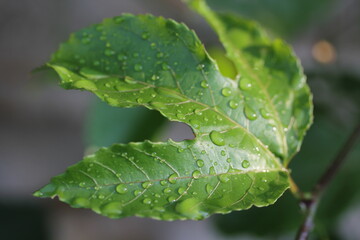 Passion fruit | Fruit de la passion