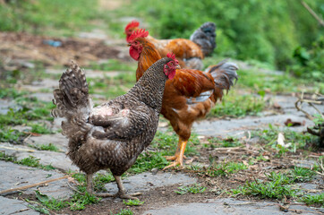 Naklejka na ściany i meble Chicken Rooster in the farm