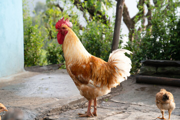 Chicken Rooster in the farm