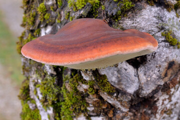 WOOD FUNGUS FISTULINA HEPATICA ALSO KNOWN AS BEEFSTEAK POLYPORE OR OX TONGUE OR TONGUE MUSHROOM.