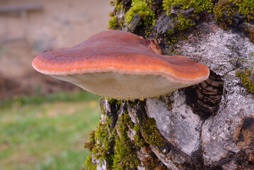 WOOD FUNGUS FISTULINA HEPATICA ALSO KNOWN AS BEEFSTEAK POLYPORE OR OX TONGUE OR TONGUE MUSHROOM.