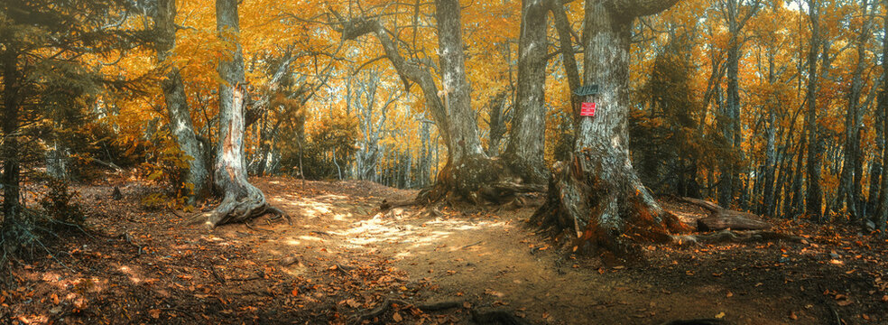 Beautiful mystical forest and sunbeams, Greece, Athos
