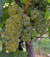 CHARDONNAY GRAPES WITH FRESH APPLEY AROMA