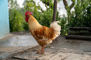 Chicken Rooster in the farm