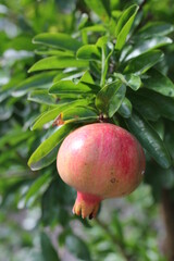 Pomegranate | Grenade