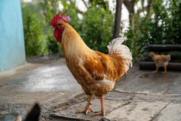 Chicken Rooster in the farm