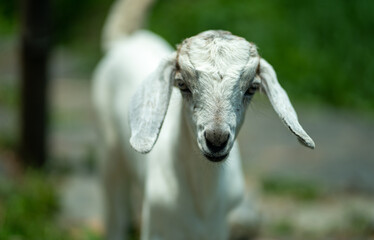 Baby Goat grazing in the green