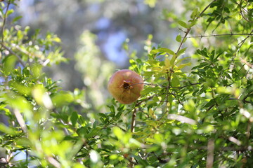 Pomegranate | Grenade