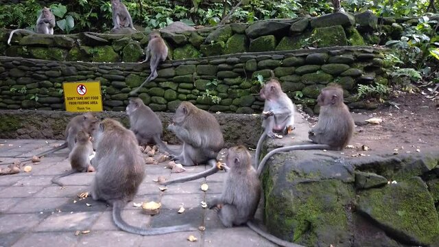 Macaques eat, macaques swear at food. Macaque in Bali. Little monkeys