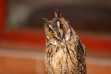 The European owl sits and looks ahead
