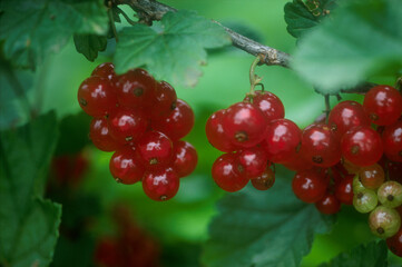 Currant | Groseille