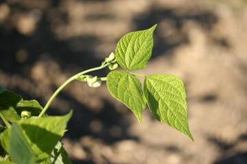 Bean | Haricot