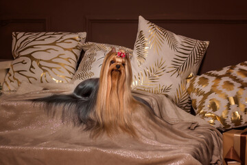 the dog in the chair