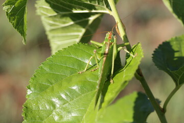 Insect | Insect