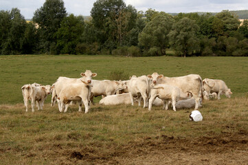 Fototapeta na wymiar troupeau de vaches blanches