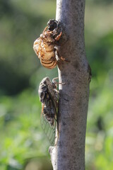 Insect | Insect