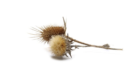 Decorative dry field flowers with seeds isolated on white background