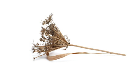 Decorative dry field flowers with seeds isolated on white background