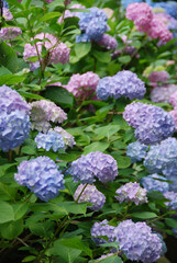 colorful hydrangea in Japanese style garden / 日本庭園 あじさい園のカラフル・アジサイ