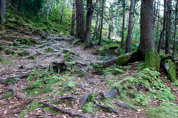 Beautiful mystical dark autumn forest in fog. A path between fir and pine-tree. Colorful green landscape in wild mountain with tree roots around rocky moss stones. 
