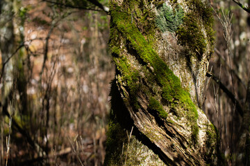 苔の森　　きららの森