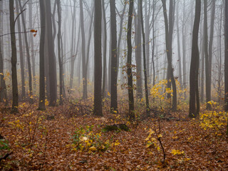 Fog in the  forest