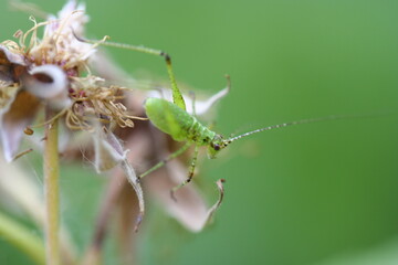 Insect | Insect