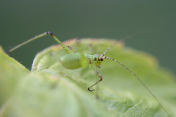 Insect | Insect