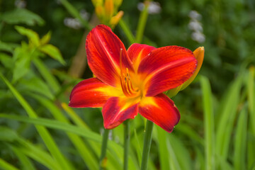 summer day in the garden outside meadow flowers