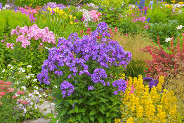 summer day in the garden outside meadow flowers