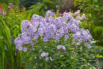 Fototapeta premium summer day in the garden outside meadow flowers