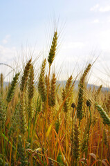 Wheat field in summer, harvest time
