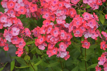summer day in the garden outside meadow flowers