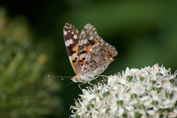 Fototapeta na wymiar Thistel butterfly on a blooming plant drinking nectar.