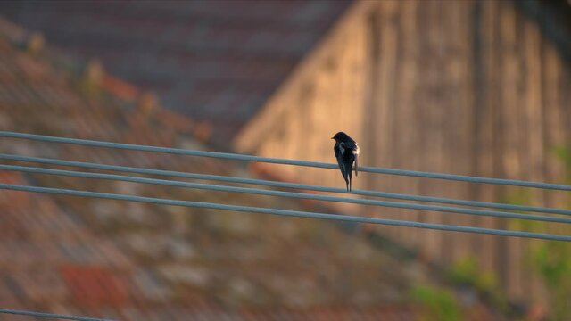 Beautiful swallow bird perching on electricity cables and cleaning feathers, before sunset. Close up, cinematic blur.