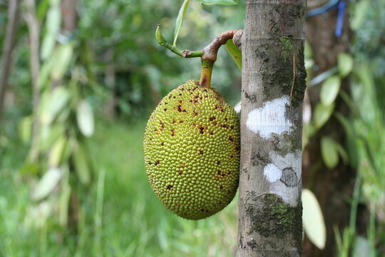 Jackfruit | Jacquier