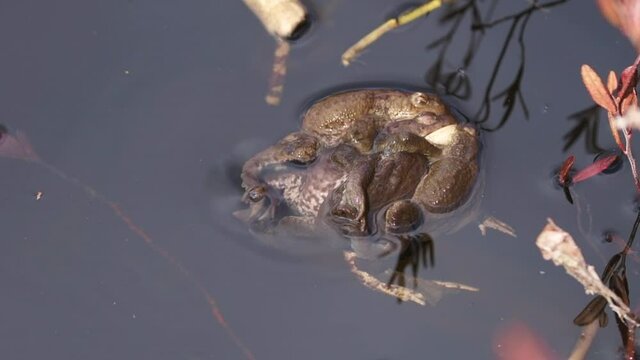 Common toad, bufo bufo, mating ball in a pond. Slowmotion shot.