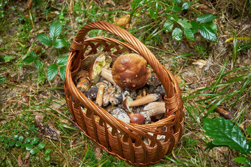 Fototapeta kosz grzybów na leśnej drodze , grzybiarz ,grzybobranie, grzyby  obraz