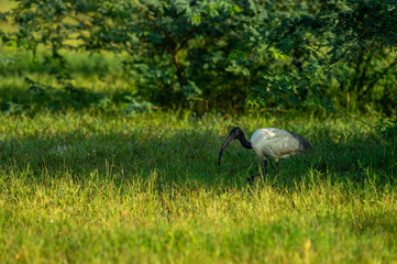 Black headed ibis or black necked ibis in natural green background at keoladeo ghana national park or bharatpur bird sanctuary rajasthan india - Threskiornis melanocephalus