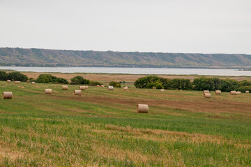 Fresh hay newly baled still in the field