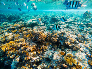 Carall reef of the red sea. Egypt